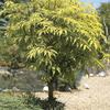 Image of Golden Elderberry