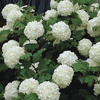 Image of Snowball Bush