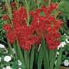 Image of Atom Hardy Gladiolus