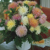 Image of Spider Dahlia Mix