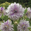 Image of Mom's Special Dahlia