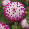 Image of Pink Attraction Dahlia