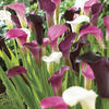 Image of Royal Majesty Calla Blend
