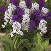 Image of Plum Pretty Phlox Collection