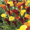 Image of Cool Breeze Calla Lily