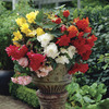 Image of Hanging Begonia Mixed