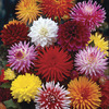 Image of Cutflower Dahlia Mix