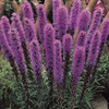 Image of Purple Liatris