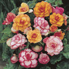 Image of Begonia Picotee Mix