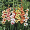 Image of Tiny Tot Gladiolus Mix