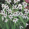 Image of Peacock Gladiolus