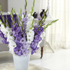 Image of Plum Tart Gladiolus