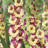 Image of Laguna Gladiolus