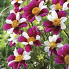 Image of Smarty Dahlia