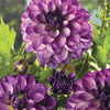 Image of Seduction Dahlia