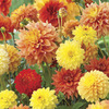Image of Autumn Breeze Blend Dahlia