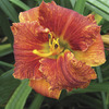 Image of Spacecoast Freaky Tiki Daylily