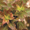 Image of Redwing Viburnum