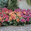 Image of Margareth Kleene Border Dahlia