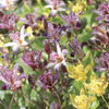 Image of Toad Lilies Mixed