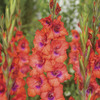 Image of Tri-Colore Gladiolus