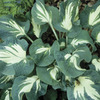 Image of Andrew Hosta
