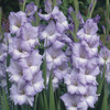 Image of Blues Gladiolus