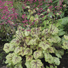 Image of Circus Heuchera