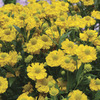 Image of Double Trouble Helenium