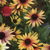 Image of Evening Glow Coneflower