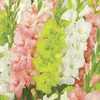 Image of Fashion Statement Blend Gladiolus