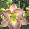 Image of Lavender Tutu Daylily