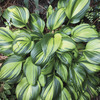 Image of Rainbow's End Hosta