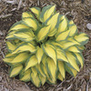 Image of Colour in spring