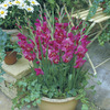 Image of Romy Glamini Gladiolus