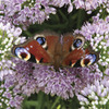 Image of Senescens Allium