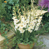 Image of Sharon Glamini Gladiolus