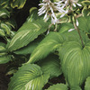 Image of War Paint Hosta