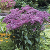 Image of Baby Joe Pye Weed