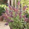 Image of Bicolor Butterfly Bush