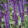 Image of May Night Salvia