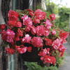 Image of Odorosa Double Begonia