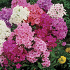 Image of Hardy Phlox Mix