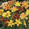 Image of Naturalizing Daylily Mix