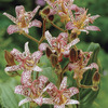 Image of Japanese Toad Lily