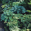 Image of Mixed Hosta