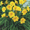 Image of Stella D'oro Daylily