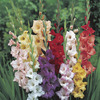 Image of Gladiolus Mix