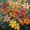 Image of Mixed Asiatic Lilies