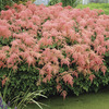 Image of Ostrich Plume Astilbe